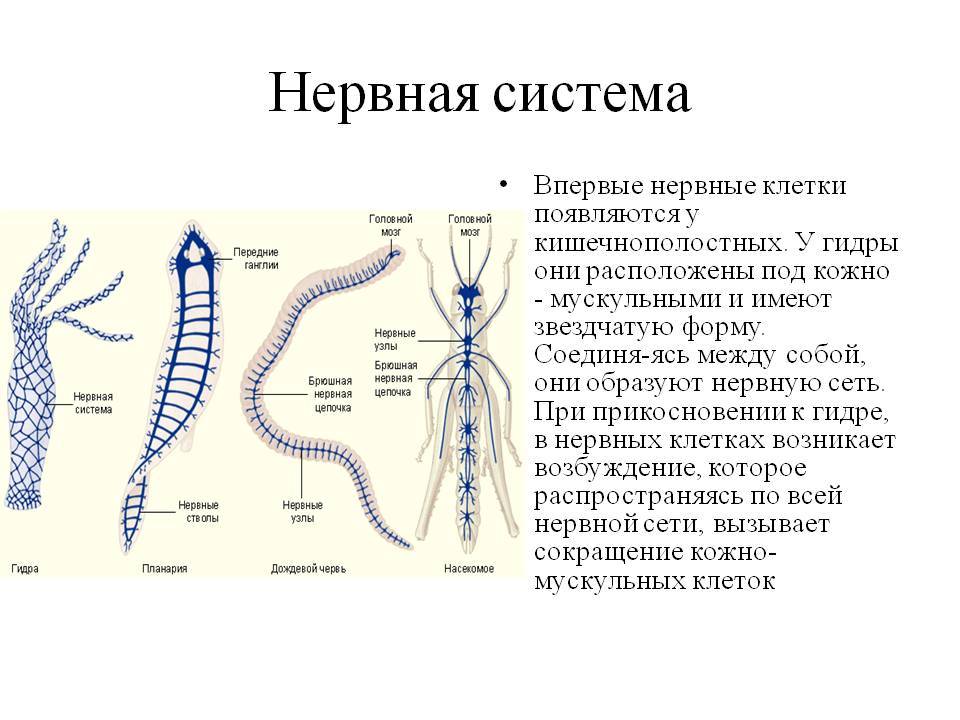 Сайт кракен зайти